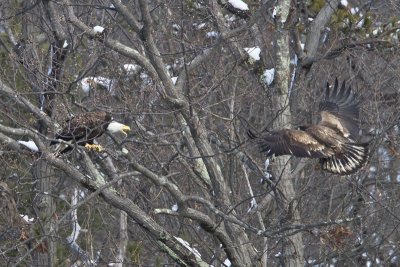 Bald Eagle yelling to Juvenile.jpg