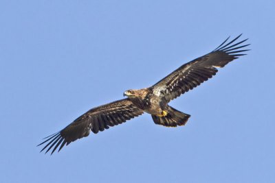 Juvenile Eagle soaring.jpg