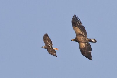 Juvenile Eagle chasing Red-tailed Hawk.jpg