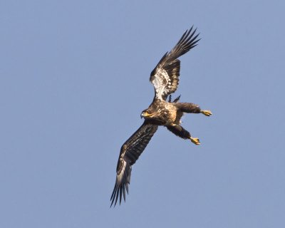 Juvenile eagle about to land.jpg