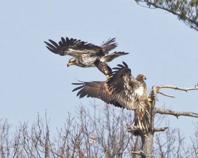 Juvenile Eagle chasing off 2nd 2.jpg