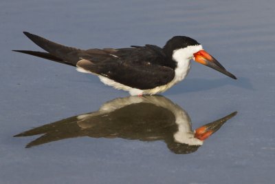 Black Skimmer and reflection.jpg