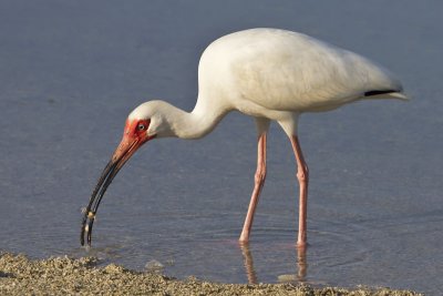 White Ibis with crab and shell.jpg