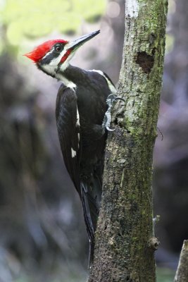 Pileated Woodpecker.jpg
