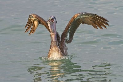 Pelican swallowing fish.jpg