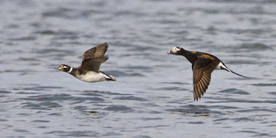 Long-tailed duck pair flying.jpg