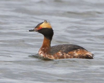 Horned Grebe 3.jpg