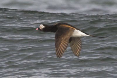 Long-tailed Duck flying 2.jpg