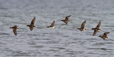 Long-tailed Duck group flying.jpg