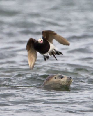 Long-tailed duck with seal.jpg