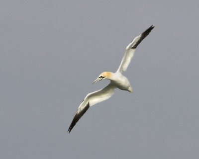 Gannet flying.jpg