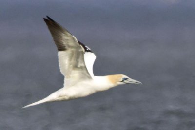 Gannet flying.jpg