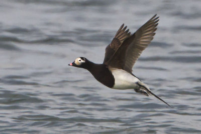 Long-tailed Duck flying.jpg