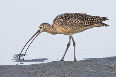 Long-billed Curlew with fish.jpg
