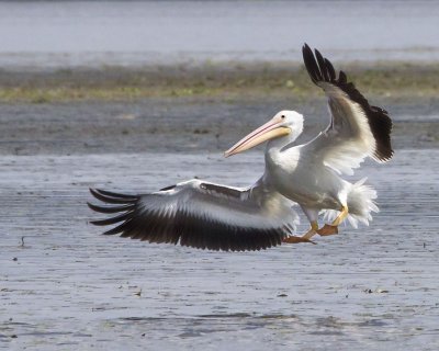 White Pelican landing.jpg