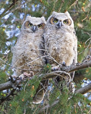 Great Horned Owlets staring.jpg