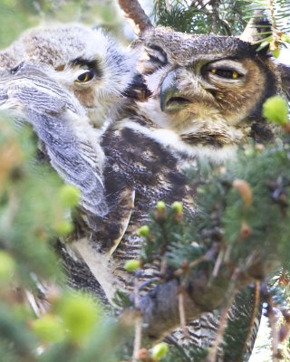 Great Horned Owlet preening mom.jpg