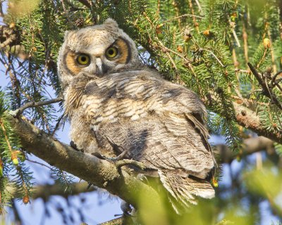 Great Horned Owlet watching me.jpg