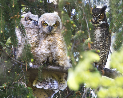 Great Horned Owl and Owlets.jpg