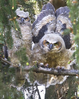Owlet stretching.jpg