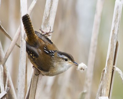 Marsh Wren with nesting material.jpg