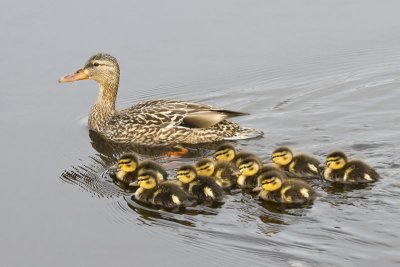 Mallard with ducklings.jpg