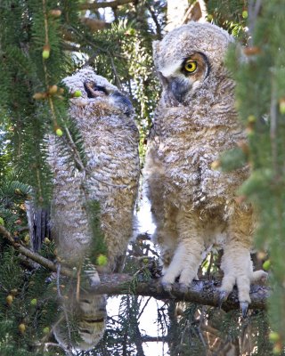 Owlet staring at sibling.jpg