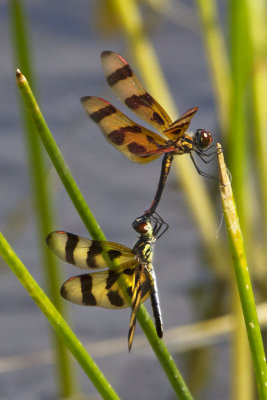 Dragonflies mating.jpg