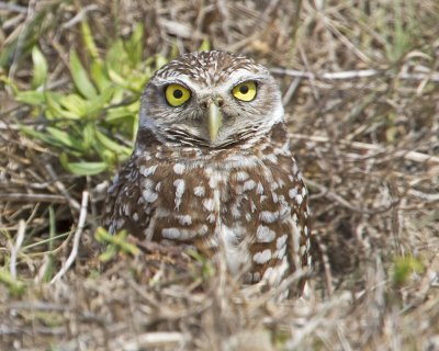 Burrowing Owl at hole.jpg