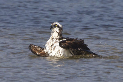 Osprey bathing.jpg