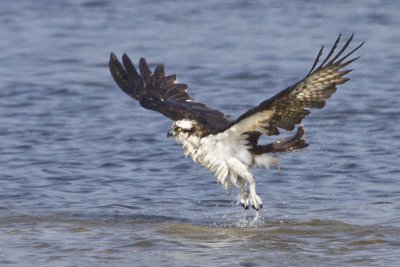 Osprey taking off after bath.jpg