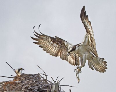 Osprey flying to nest with fish.jpg