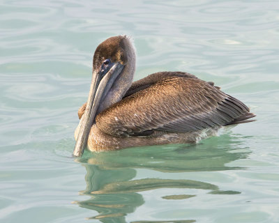 Pelican juvenile floating.jpg
