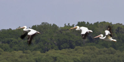White Pelicans flying.jpg