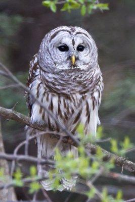 Barred Owl in Westford.jpg