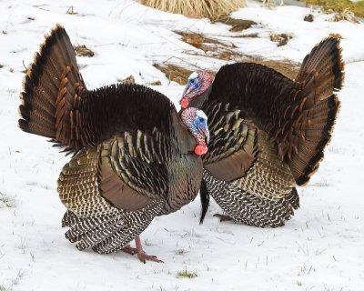 Two turkeys displaying in the snow.jpg