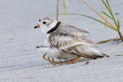 Piping Plover and babies.jpg