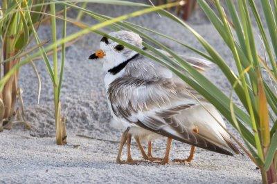 Piping Plover with baby legs.jpg