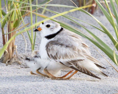 Piping Plover with baby rear ends.jpg