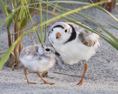 Piping Plover and Baby.jpg