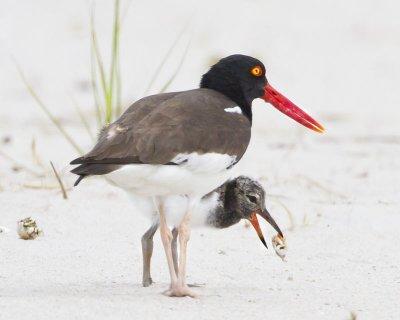 Oystercatcher with baby eating.jpg
