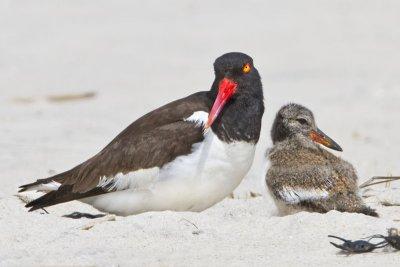Oystercatcher and Baby.jpg