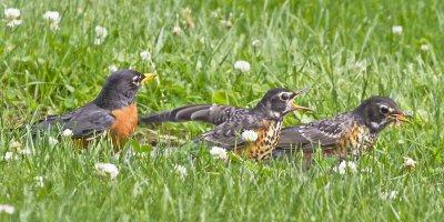 Robin baby chasing one with worm.jpg