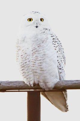 Snowy Owl on post by refuge road.jpg