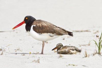 Oystercatcher and baby resting.jpg