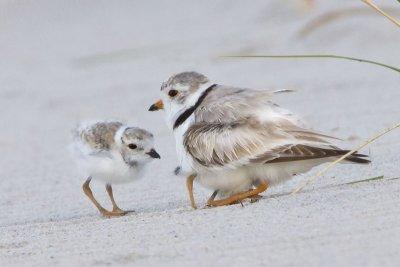Piping Plover baby faces mom.jpg