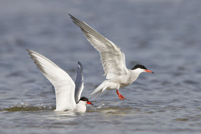 Common Terns bathing.jpg