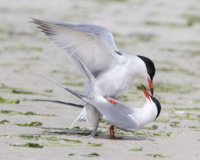 Common Terns mating.jpg