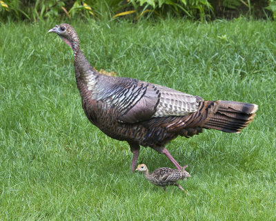 Turkey strut with baby.jpg