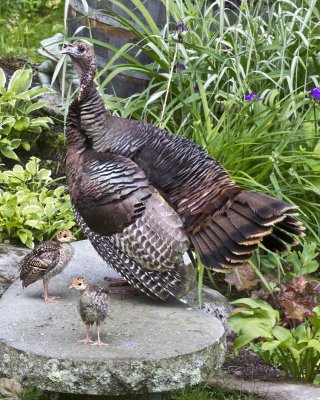 Turkey with 2 babies on bench.jpg